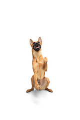 Image showing Young Belgian Shepherd Malinois is posing. Cute doggy or pet is playing, running and looking happy isolated on white background.