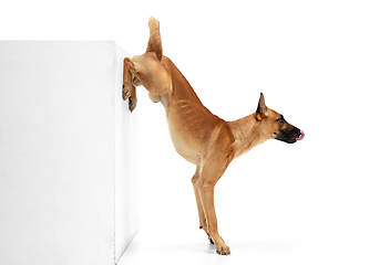 Image showing Young Belgian Shepherd Malinois is posing. Cute doggy or pet is playing, running and looking happy isolated on white background.