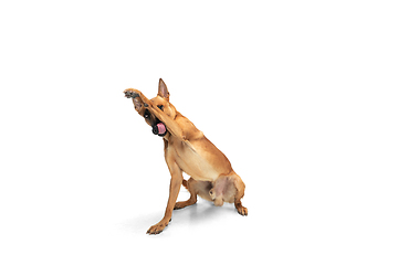 Image showing Young Belgian Shepherd Malinois is posing. Cute doggy or pet is playing, running and looking happy isolated on white background.