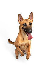 Image showing Young Belgian Shepherd Malinois is posing. Cute doggy or pet is playing, running and looking happy isolated on white background.