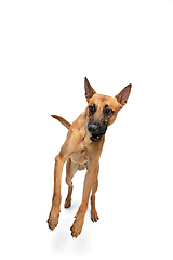 Image showing Young Belgian Shepherd Malinois is posing. Cute doggy or pet is playing, running and looking happy isolated on white background.