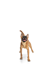 Image showing Young Belgian Shepherd Malinois is posing. Cute doggy or pet is playing, running and looking happy isolated on white background.