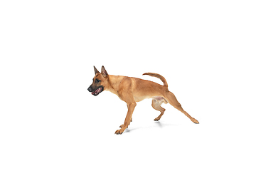 Image showing Young Belgian Shepherd Malinois is posing. Cute doggy or pet is playing, running and looking happy isolated on white background.