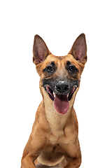 Image showing Young Belgian Shepherd Malinois is posing. Cute doggy or pet is playing, running and looking happy isolated on white background.