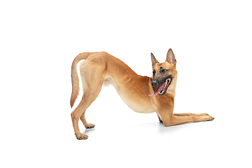 Image showing Young Belgian Shepherd Malinois is posing. Cute doggy or pet is playing, running and looking happy isolated on white background.