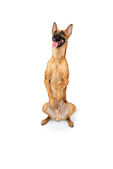 Image showing Young Belgian Shepherd Malinois is posing. Cute doggy or pet is playing, running and looking happy isolated on white background.