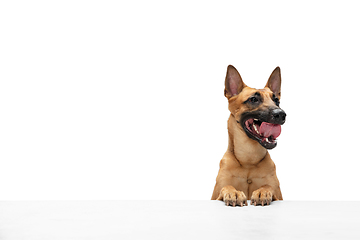 Image showing Young Belgian Shepherd Malinois is posing. Cute doggy or pet is playing, running and looking happy isolated on white background.