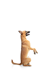 Image showing Young Belgian Shepherd Malinois is posing. Cute doggy or pet is playing, running and looking happy isolated on white background.