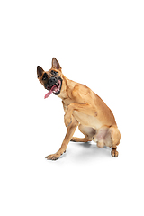 Image showing Young Belgian Shepherd Malinois is posing. Cute doggy or pet is playing, running and looking happy isolated on white background.