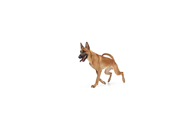 Image showing Young Belgian Shepherd Malinois is posing. Cute doggy or pet is playing, running and looking happy isolated on white background.