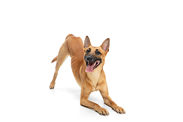 Image showing Young Belgian Shepherd Malinois is posing. Cute doggy or pet is playing, running and looking happy isolated on white background.