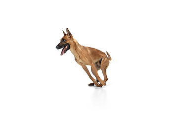 Image showing Young Belgian Shepherd Malinois is posing. Cute doggy or pet is playing, running and looking happy isolated on white background.