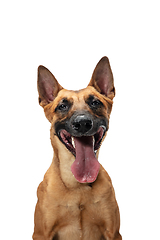 Image showing Young Belgian Shepherd Malinois is posing. Cute doggy or pet is playing, running and looking happy isolated on white background.