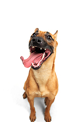 Image showing Young Belgian Shepherd Malinois is posing. Cute doggy or pet is playing, running and looking happy isolated on white background.