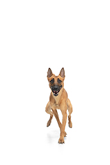 Image showing Young Belgian Shepherd Malinois is posing. Cute doggy or pet is playing, running and looking happy isolated on white background.