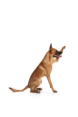 Image showing Young Belgian Shepherd Malinois is posing. Cute doggy or pet is playing, running and looking happy isolated on white background.