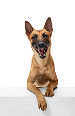 Image showing Young Belgian Shepherd Malinois is posing. Cute doggy or pet is playing, running and looking happy isolated on white background.