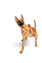 Image showing Young Belgian Shepherd Malinois is posing. Cute doggy or pet is playing, running and looking happy isolated on white background.