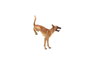 Image showing Young Belgian Shepherd Malinois is posing. Cute doggy or pet is playing, running and looking happy isolated on white background.