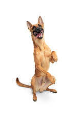 Image showing Young Belgian Shepherd Malinois is posing. Cute doggy or pet is playing, running and looking happy isolated on white background.