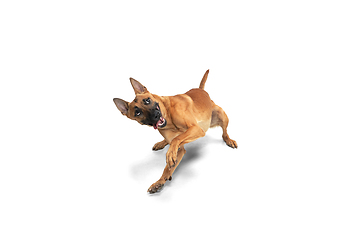 Image showing Young Belgian Shepherd Malinois is posing. Cute doggy or pet is playing, running and looking happy isolated on white background.