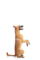 Image showing Young Belgian Shepherd Malinois is posing. Cute doggy or pet is playing, running and looking happy isolated on white background.