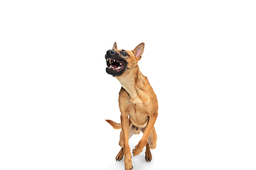 Image showing Young Belgian Shepherd Malinois is posing. Cute doggy or pet is playing, running and looking happy isolated on white background.