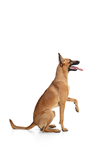 Image showing Young Belgian Shepherd Malinois is posing. Cute doggy or pet is playing, running and looking happy isolated on white background.