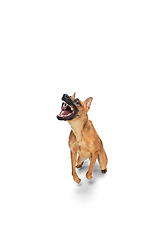 Image showing Young Belgian Shepherd Malinois is posing. Cute doggy or pet is playing, running and looking happy isolated on white background.