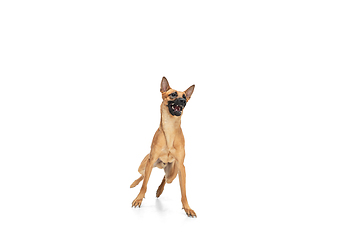 Image showing Young Belgian Shepherd Malinois is posing. Cute doggy or pet is playing, running and looking happy isolated on white background.