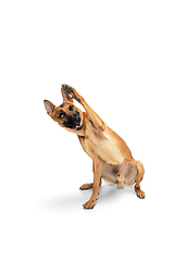 Image showing Young Belgian Shepherd Malinois is posing. Cute doggy or pet is playing, running and looking happy isolated on white background.