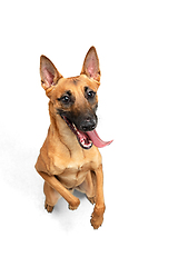 Image showing Young Belgian Shepherd Malinois is posing. Cute doggy or pet is playing, running and looking happy isolated on white background.