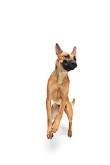 Image showing Young Belgian Shepherd Malinois is posing. Cute doggy or pet is playing, running and looking happy isolated on white background.