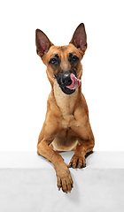 Image showing Young Belgian Shepherd Malinois is posing. Cute doggy or pet is playing, running and looking happy isolated on white background.