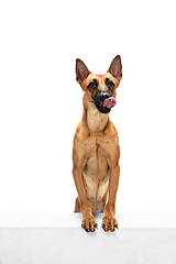 Image showing Young Belgian Shepherd Malinois is posing. Cute doggy or pet is playing, running and looking happy isolated on white background.