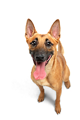 Image showing Young Belgian Shepherd Malinois is posing. Cute doggy or pet is playing, running and looking happy isolated on white background.