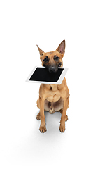 Image showing Young Belgian Shepherd Malinois is posing. Cute doggy or pet is playing, running and looking happy isolated on white background.