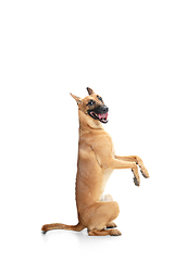 Image showing Young Belgian Shepherd Malinois is posing. Cute doggy or pet is playing, running and looking happy isolated on white background.