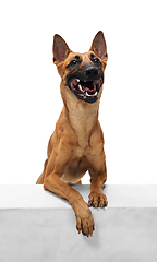 Image showing Young Belgian Shepherd Malinois is posing. Cute doggy or pet is playing, running and looking happy isolated on white background.