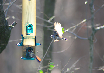 Image showing birds feeding and playing at the feeder