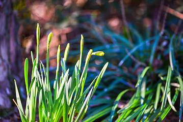 Image showing Narcissus blooming in nature near a tree