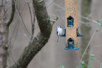 Image showing birds feeding and playing at the feeder