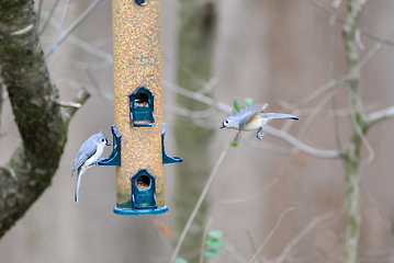 Image showing backyard birds around bird feeder