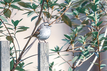 Image showing backyard birds around bird feeder