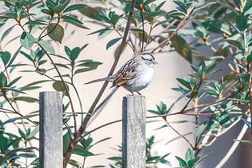 Image showing backyard birds around bird feeder