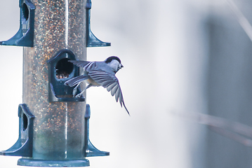 Image showing birds feeding and playing at the feeder