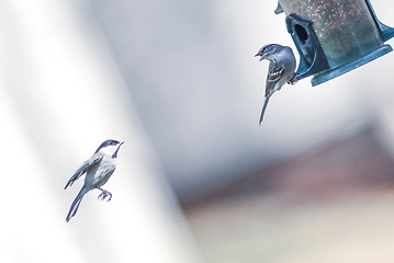 Image showing birds feeding and playing at the feeder