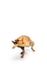 Image showing Young Belgian Shepherd Malinois is posing. Cute doggy or pet is playing, running and looking happy isolated on white background.