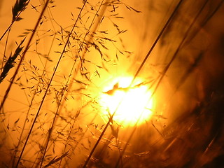 Image showing Yellow Sunset