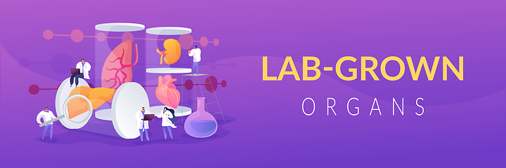 Image showing Lab-Grown Organs concept banner header